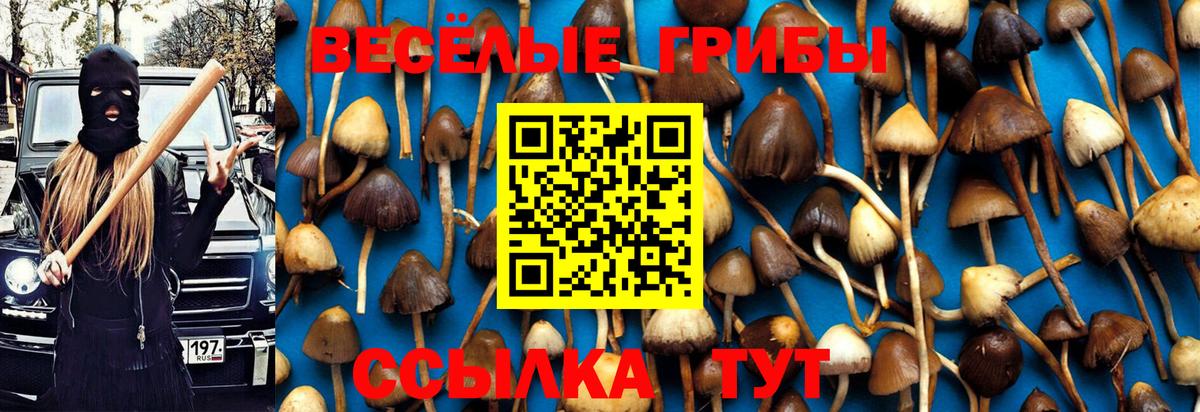 Галлюциногенные грибы Psilocybe Кудрово
